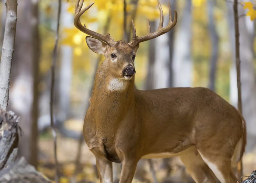Don’t Befriend The Deer: Interesting Video Proves Unexpected Results